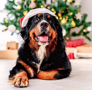 Nástěnný kalendář Dogs 2026 včetně laše