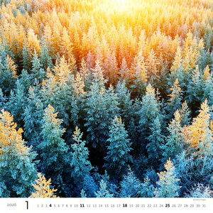 Nástěnný kalendář Forest/Wald/Les 2026