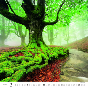 Nástěnný kalendář Forest/Wald/Les 2026