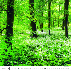 Nástěnný kalendář Forest/Wald/Les 2026