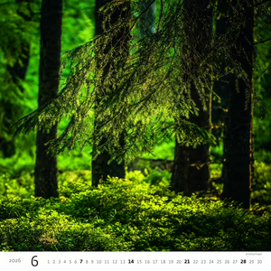 Nástěnný kalendář Forest/Wald/Les 2026