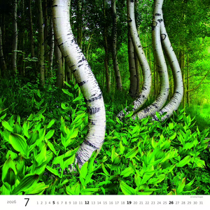 Nástěnný kalendář Forest/Wald/Les 2026