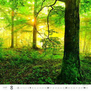 Nástěnný kalendář Forest/Wald/Les 2026