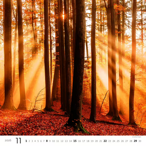 Nástěnný kalendář Forest/Wald/Les 2026