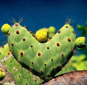 Nástěnný kalendář Hearts 2025 včetně laše