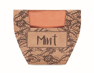 Semínka máty v květináčku